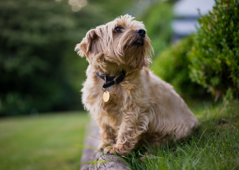 #24. Norfolk terrier (tie)